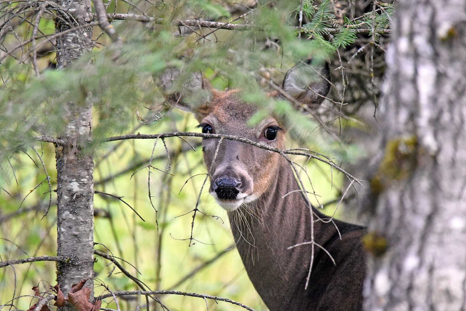 A white-tailed deer in forest.